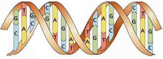 文件:DNA双螺旋模型.jpg