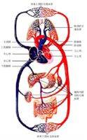 人体解剖图动脉静脉