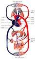 人体解剖图动脉静脉.jpg