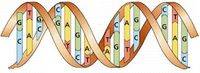 DNA双螺旋模型