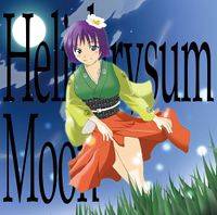 Helichrysum Moon
