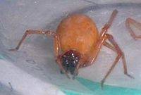 日本红螯蛛