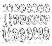 海克尔按自己的想象绘制的脊椎动物胎儿发育过程